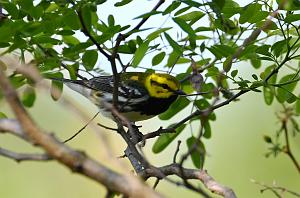 013 Warbler, Black-throated Green, 2023-05191476 Parker River NWR, MA